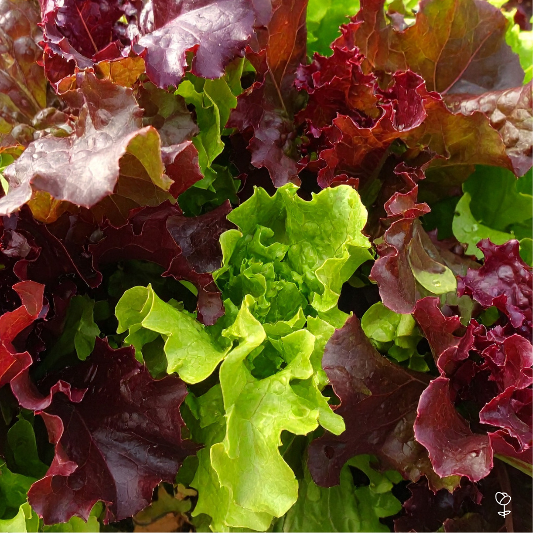 The Complete Garden Experience Seed Subscription | Chelsea's Garden